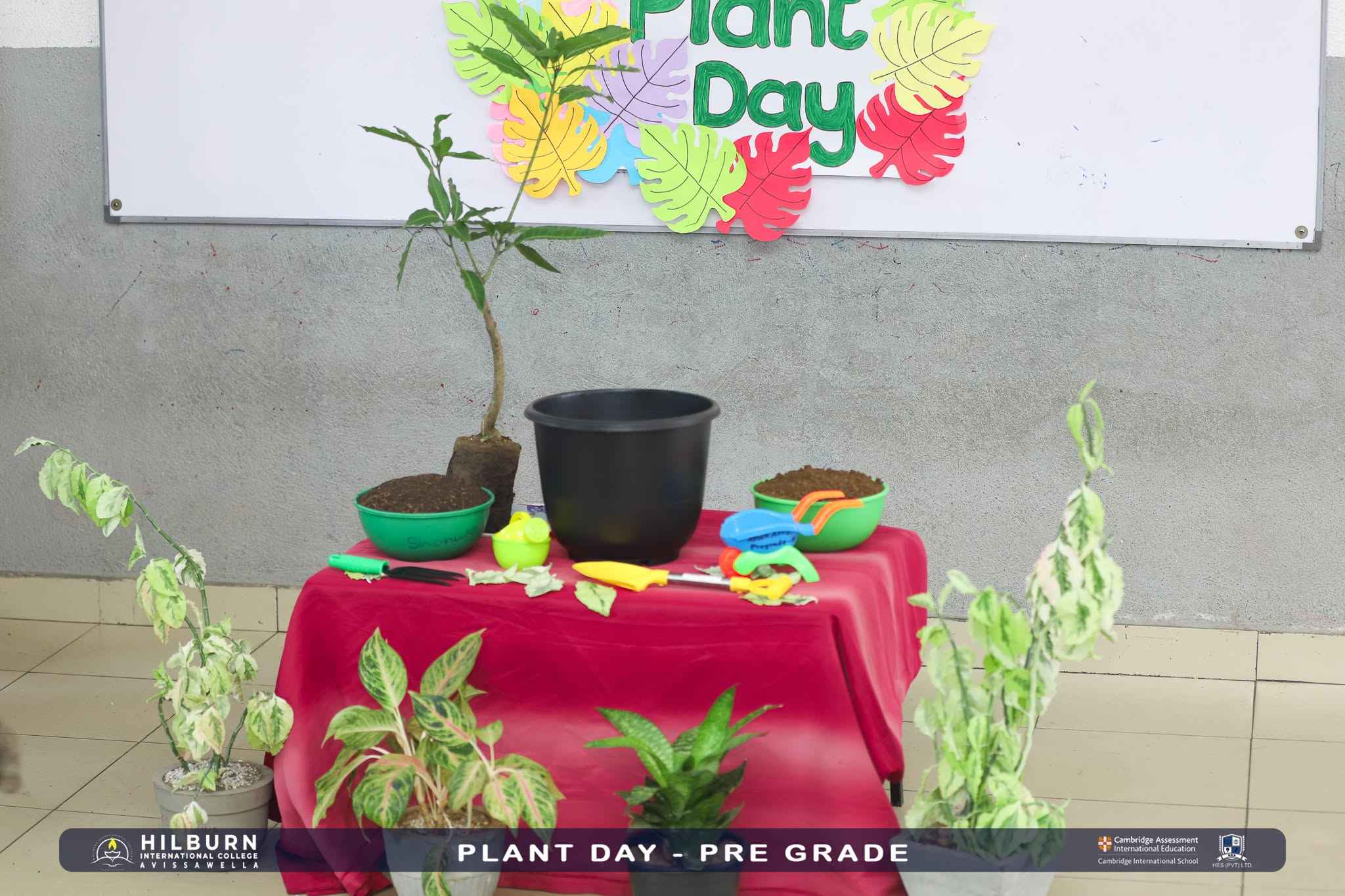 Plant Day –  Pre Grade